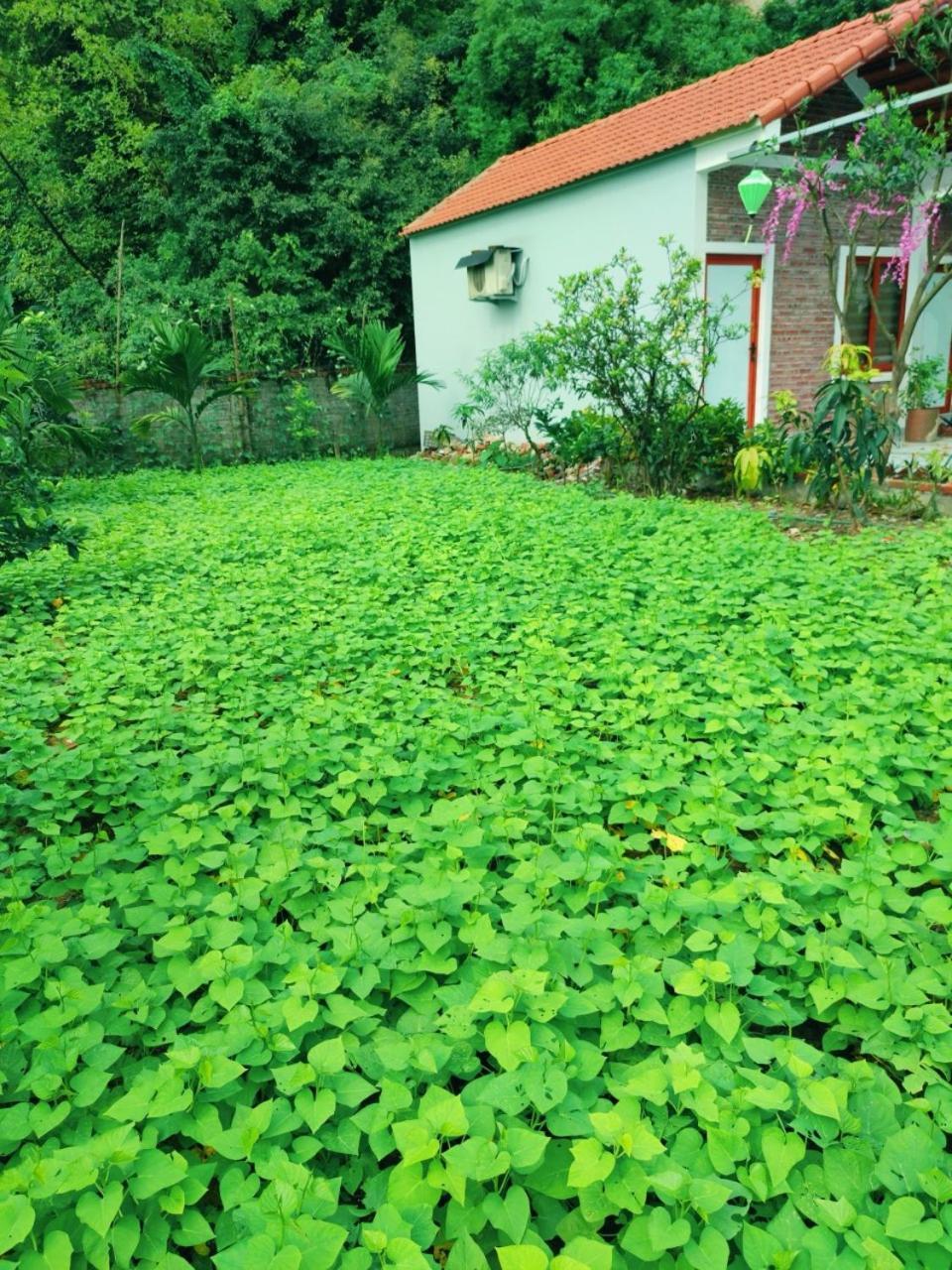 Trang An Natural Mountainside Homestay Ninh Binh Exterior photo